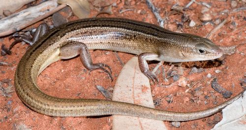 clay-soil ctenotus (Ctenotus helenae)