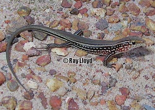 top-end lowlands ctenotus (Ctenotus hilli)