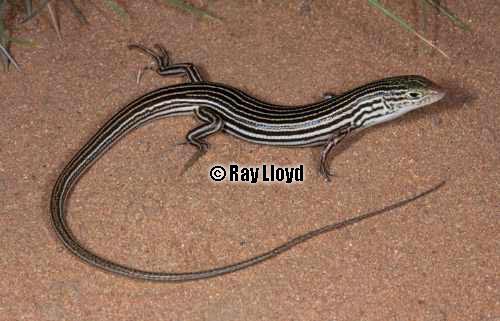 titanic ctenotus (Ctenotus iapetus)