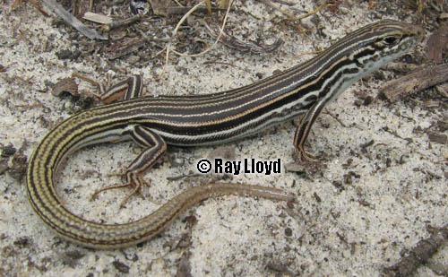south-western odd-striped ctenotus (Ctenotus impar)