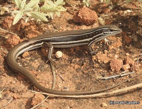 unspotted yellow-sided ctenotus (Ctenotus ingrami)
