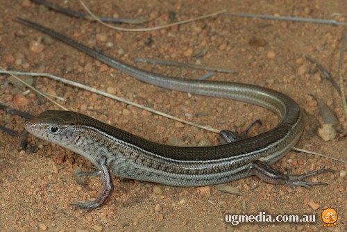 bar-shouldered ctenotus (Ctenotus inornatus)