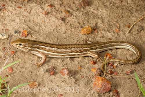 black-soil ctenotus (Ctenotus joanae)