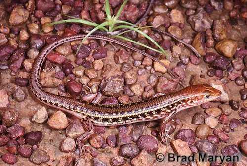 Kurnbudj ctenotus (Ctenotus kurnbudj)