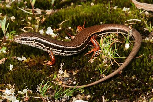 common south-west ctenotus (Ctenotus labillardieri)