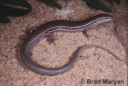 Lancelin Island skink (Ctenotus lancelini)