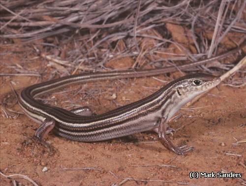 gravelly-soil ctenotus (Ctenotus lateralis)