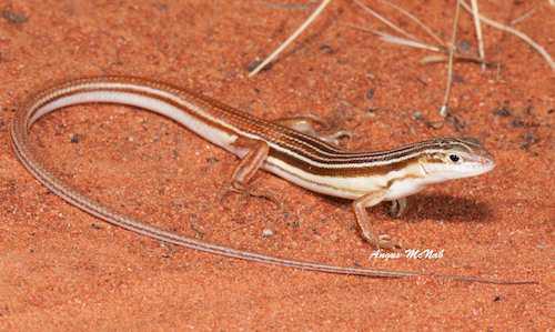 orange-tailed finesnout ctenotus (Ctenotus leae)