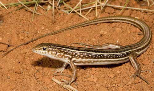 Leonhard's ctenotus (Ctenotus leonhardii)