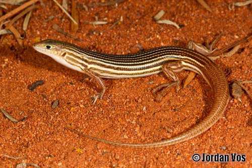 Maryan's ctenotus (Ctenotus maryani)