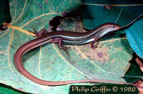 whiptail ctenotus (Ctenotus mastigura)