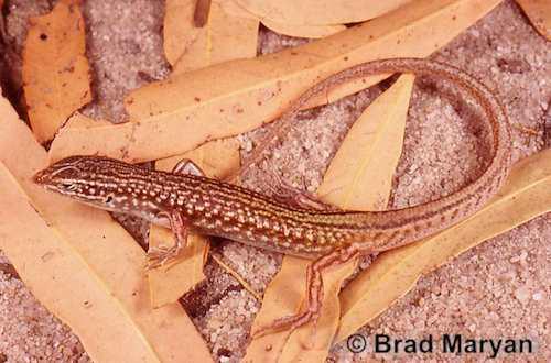 median-striped ctenotus (Ctenotus mesotes)