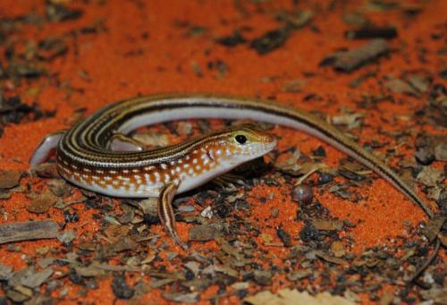 soldier ctenotus (Ctenotus militaris)