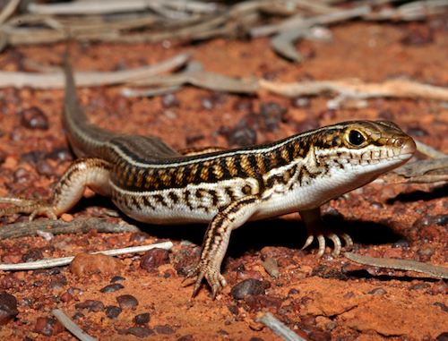 checker-sided ctenotus (Ctenotus mimetes)