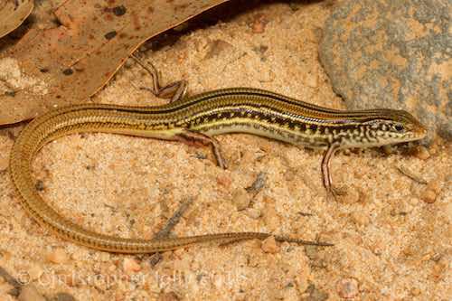Atherton ctenotus (Ctenotus monticola)