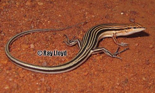 nasute finesnout ctenotus (Ctenotus nasutus)