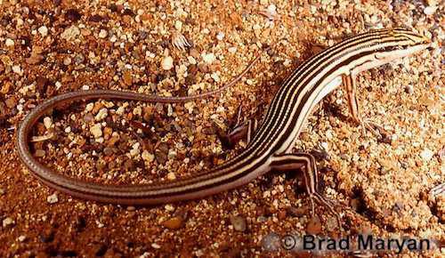 pin-striped finesnout ctenotus (Ctenotus nigrilineatus)
