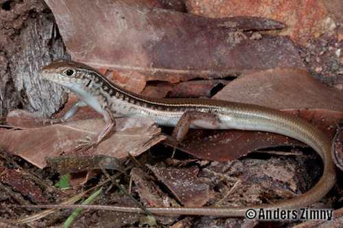 Nullum ctenotus (Ctenotus nullum)