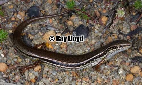 coastal plains skink (Ctenotus ora)