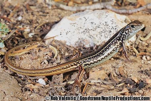 eastern ctenotus (Ctenotus orientalis)