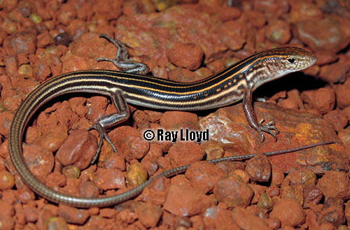 Western Pilbara lined ctenotus (Ctenotus pallasotus)