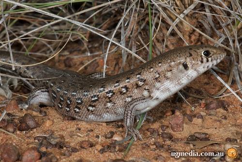 leopard ctenotus (Ctenotus pantherinus)