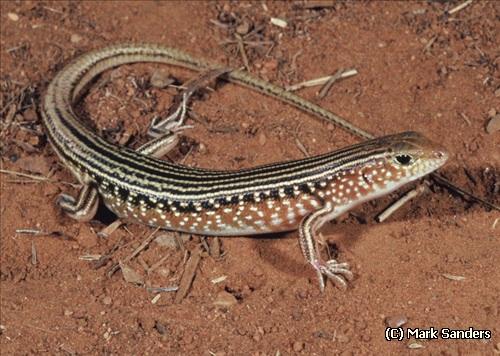 red-sided ctenotus (Ctenotus pulchellus)