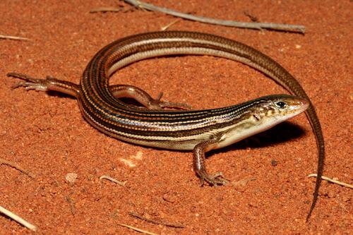 fourteen-lined ctenotus (Ctenotus quattuordecimlineatus)