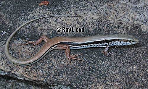 Quinkan ctenotus (Ctenotus quinkan)