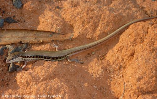 spear-like ctenotus (Ctenotus quirinus)