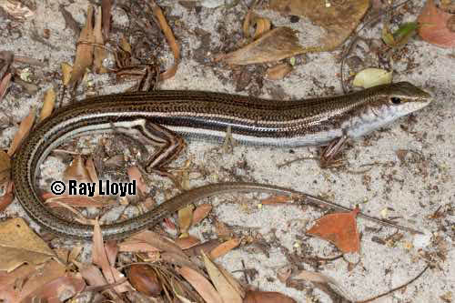 Cape Heath ctenotus (Ctenotus rawlinsoni)