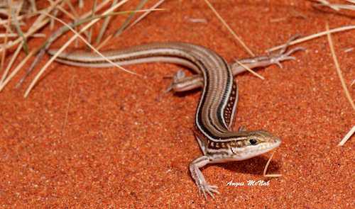 royal ctenotus (Ctenotus regius)