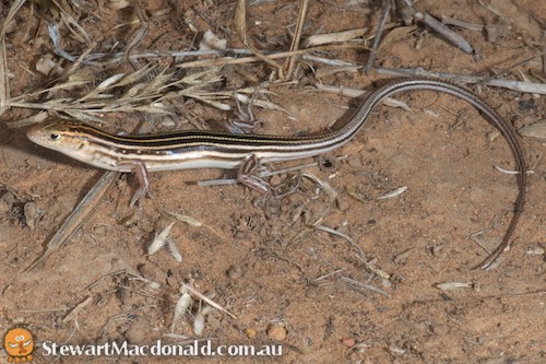Kimberley lined ctenotus (Ctenotus rhabdotus)