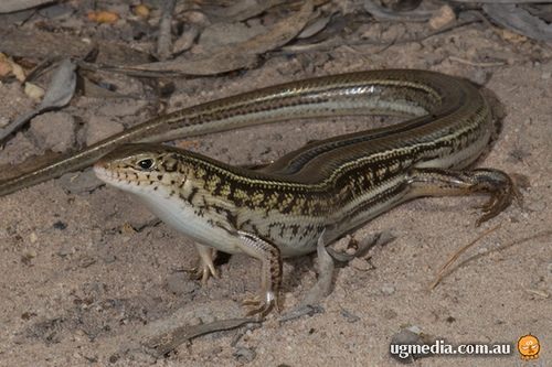 eastern striped skink (Ctenotus robustus)