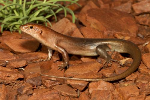 ruddy ctenotus (Ctenotus rubicundus)