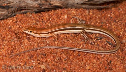 rufous finesnout ctenotus (Ctenotus rufescens)