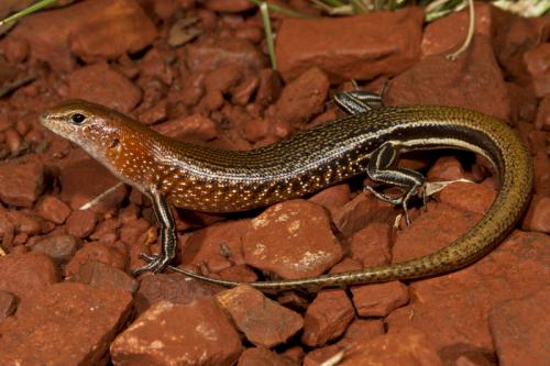 rusty-shouldered ctenotus (Ctenotus rutilans)