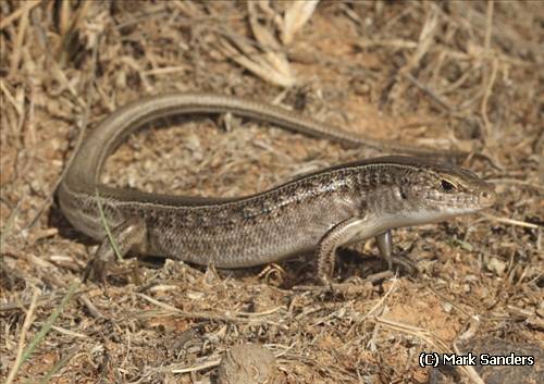 rock ctenotus (Ctenotus saxatilis)