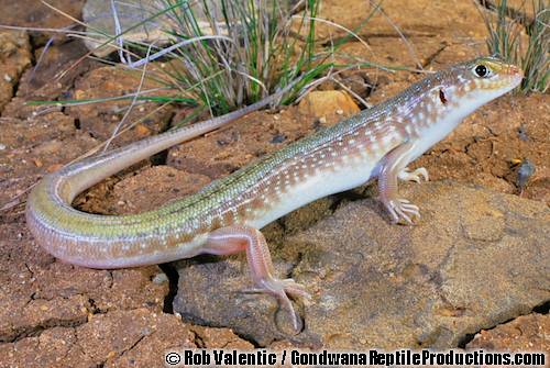 spotted black-soil ctenotus (Ctenotus schevilli)