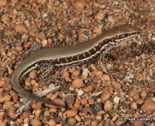 barred wedgesnout ctenotus (Ctenotus schomburgkii)