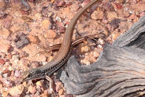 massive-gibber ctenotus (Ctenotus septenarius)