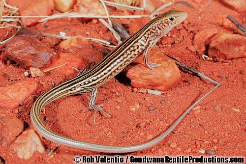 north-western sandy-loam ctenotus (Ctenotus serventyi)