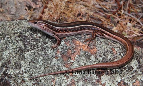stern ctenotus (Ctenotus severus)