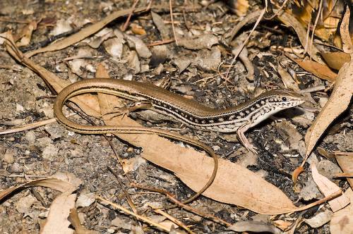 straight-browed ctenotus (Ctenotus spaldingi)