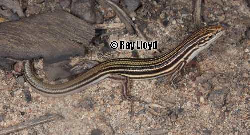 buff-striped ctenotus (Ctenotus storri)