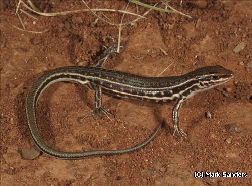 eastern barred wedgesnout ctenotus (Ctenotus strauchii)
