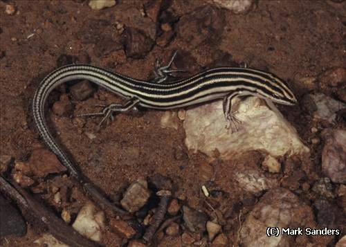 stripe-headed finesnout ctenotus (Ctenotus striaticeps)