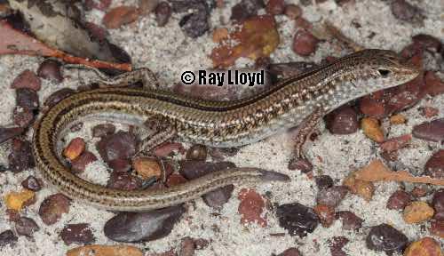 Stuart's ctenotus (Ctenotus stuarti)