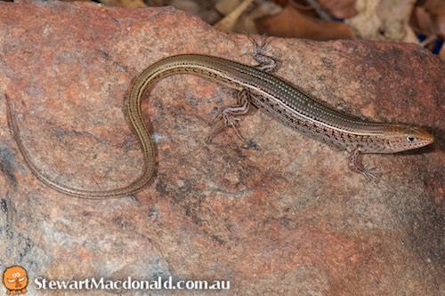 sharp-browed ctenotus (Ctenotus superciliaris)