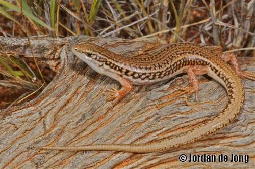 ribbon ctenotus (Ctenotus taeniatus)